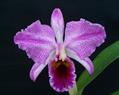 Christmas Orchid